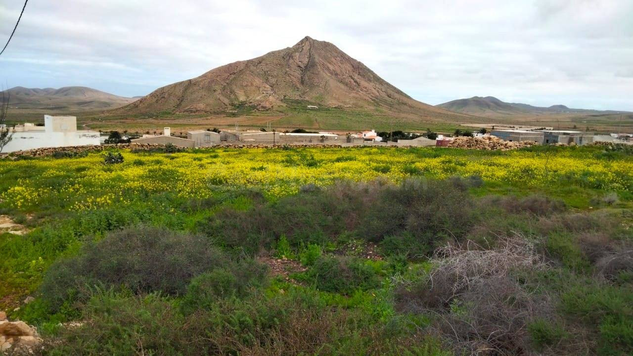 Parcela en venta en Tindaya de 1.823 m2