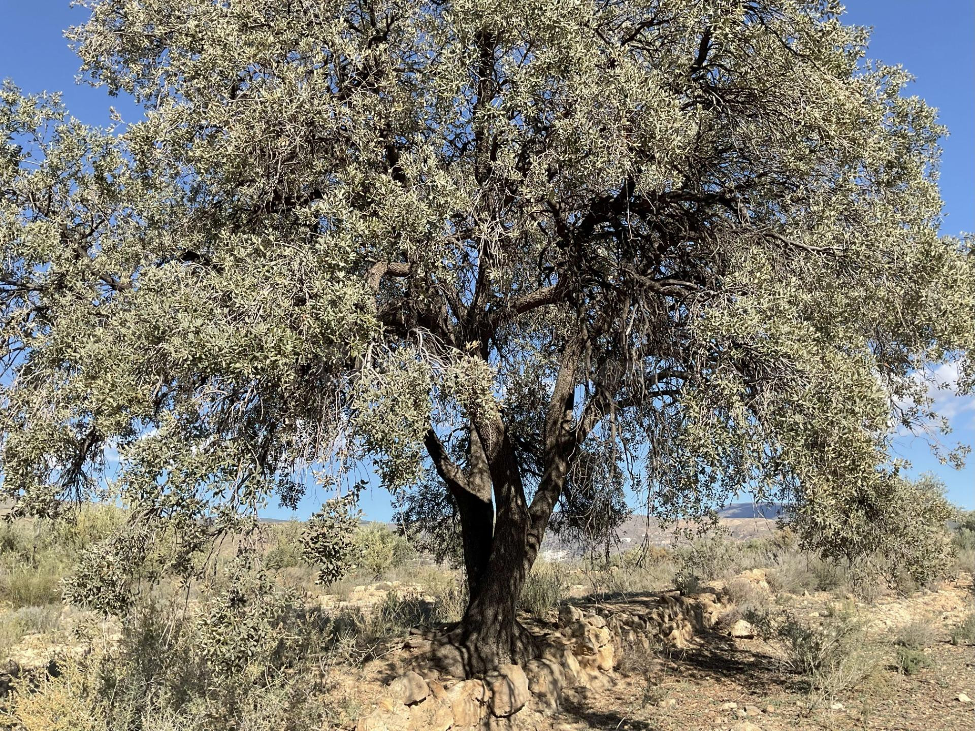 Exclusiva Finca Rústica en Padules (Almería)