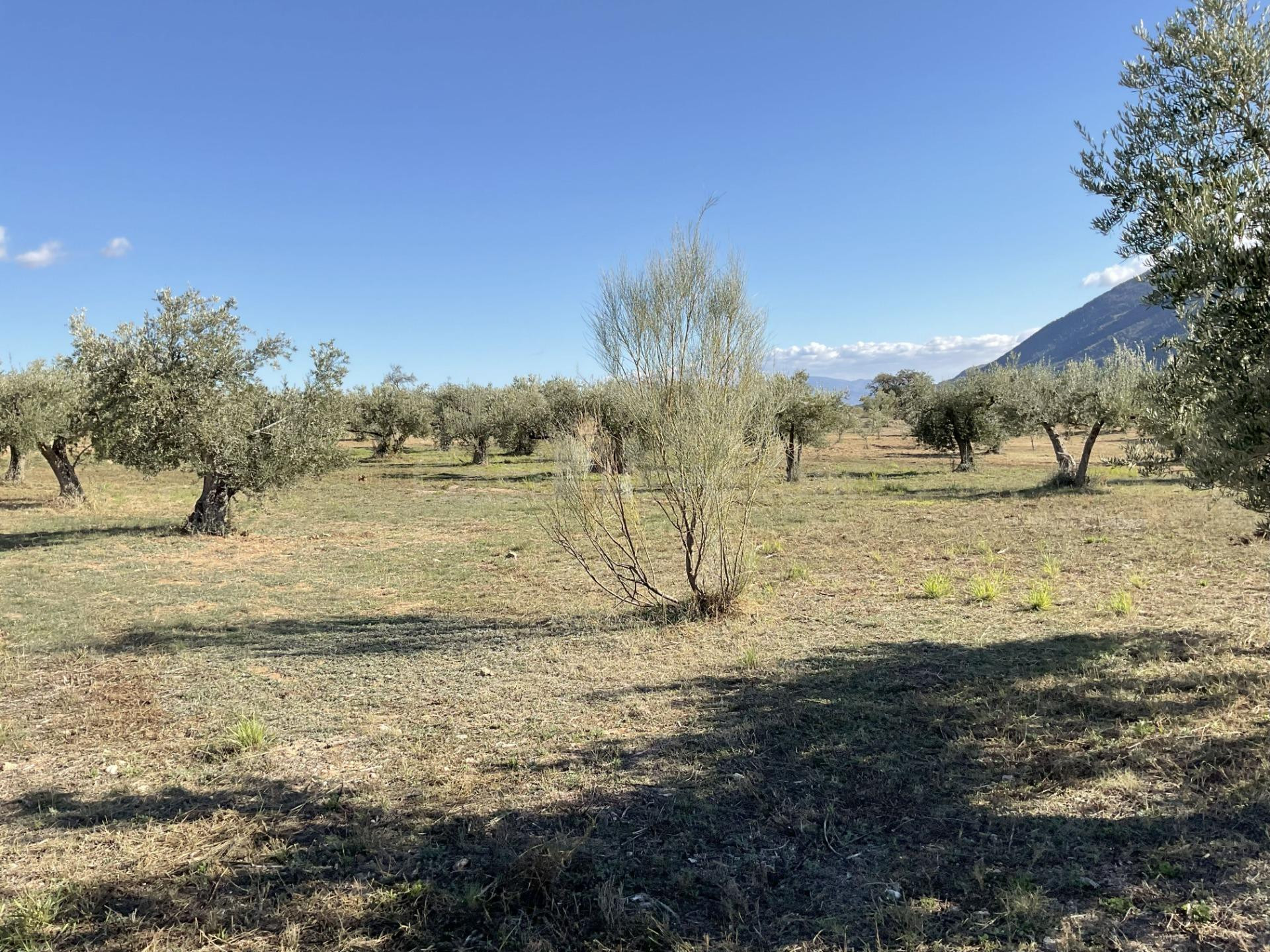 Exclusiva Finca Rústica en Padules (Almería) - foto 3
