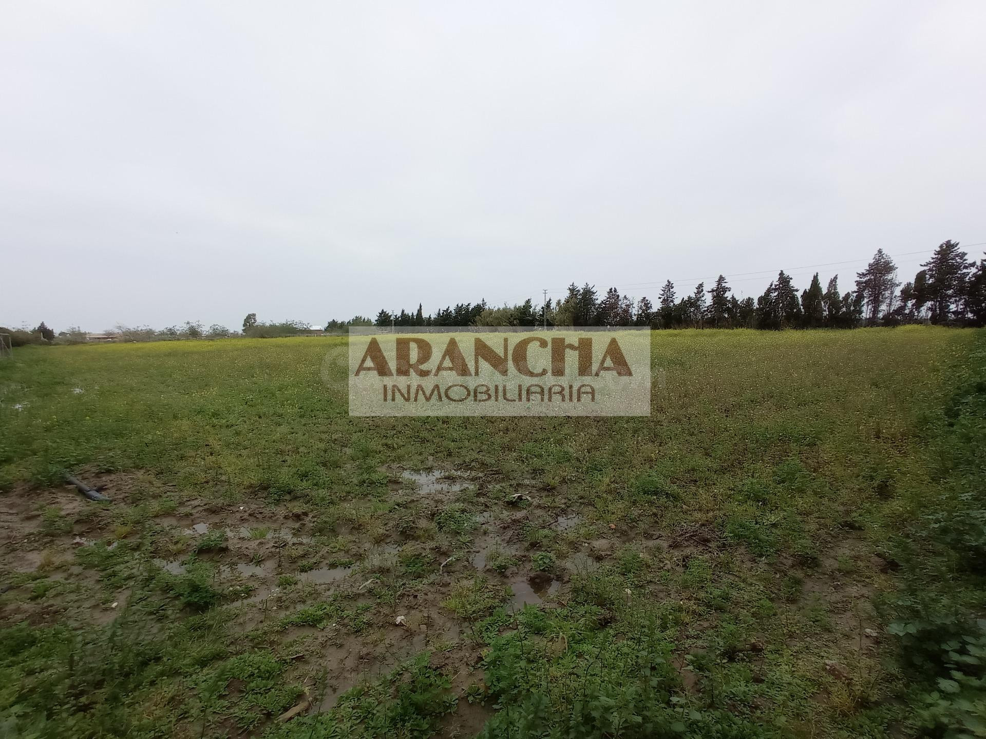 Parcela rústica de 5.000 m2 en venta, Chipiona - foto 5