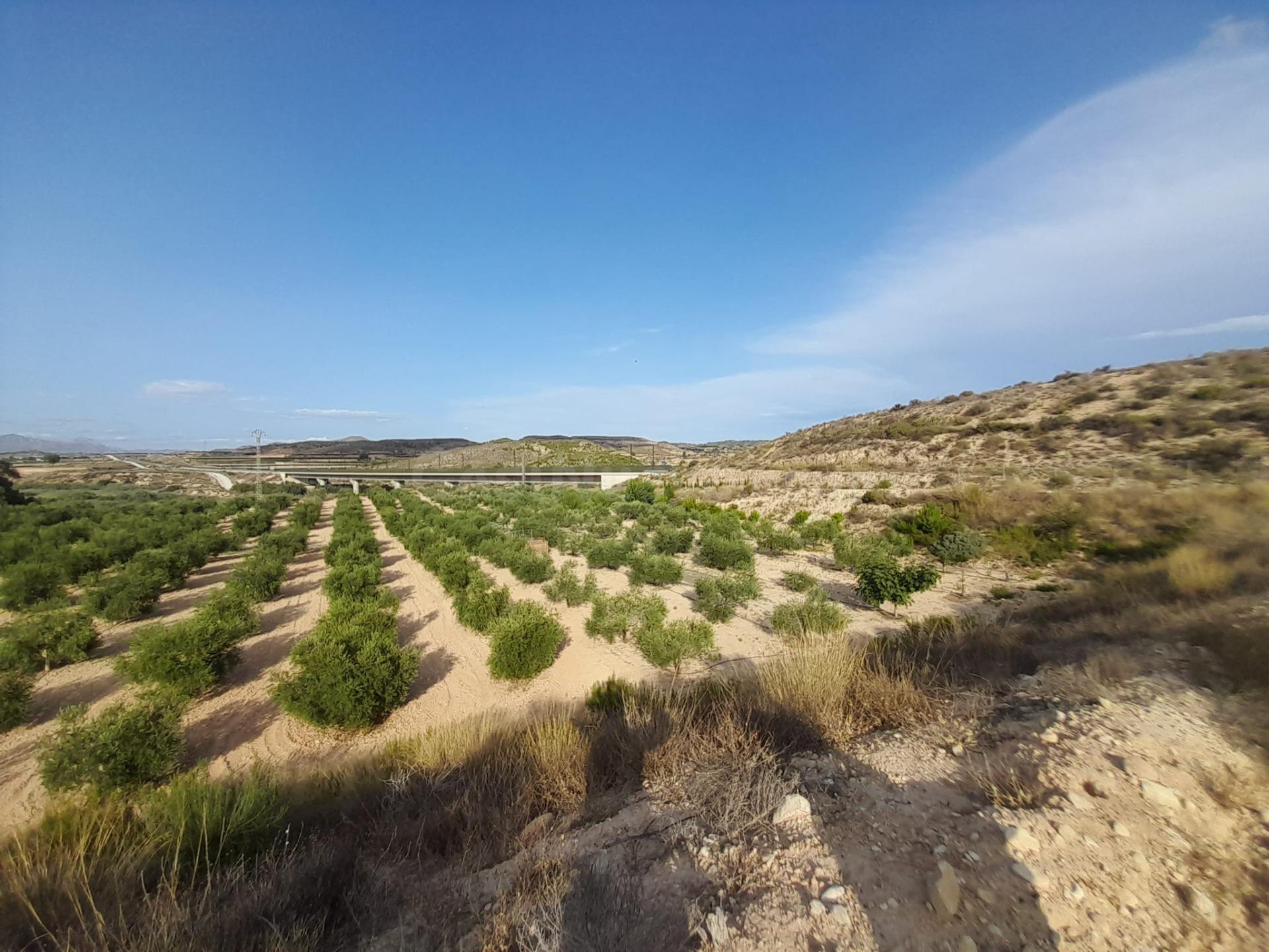 PARCELAS EN ASPE - foto 4