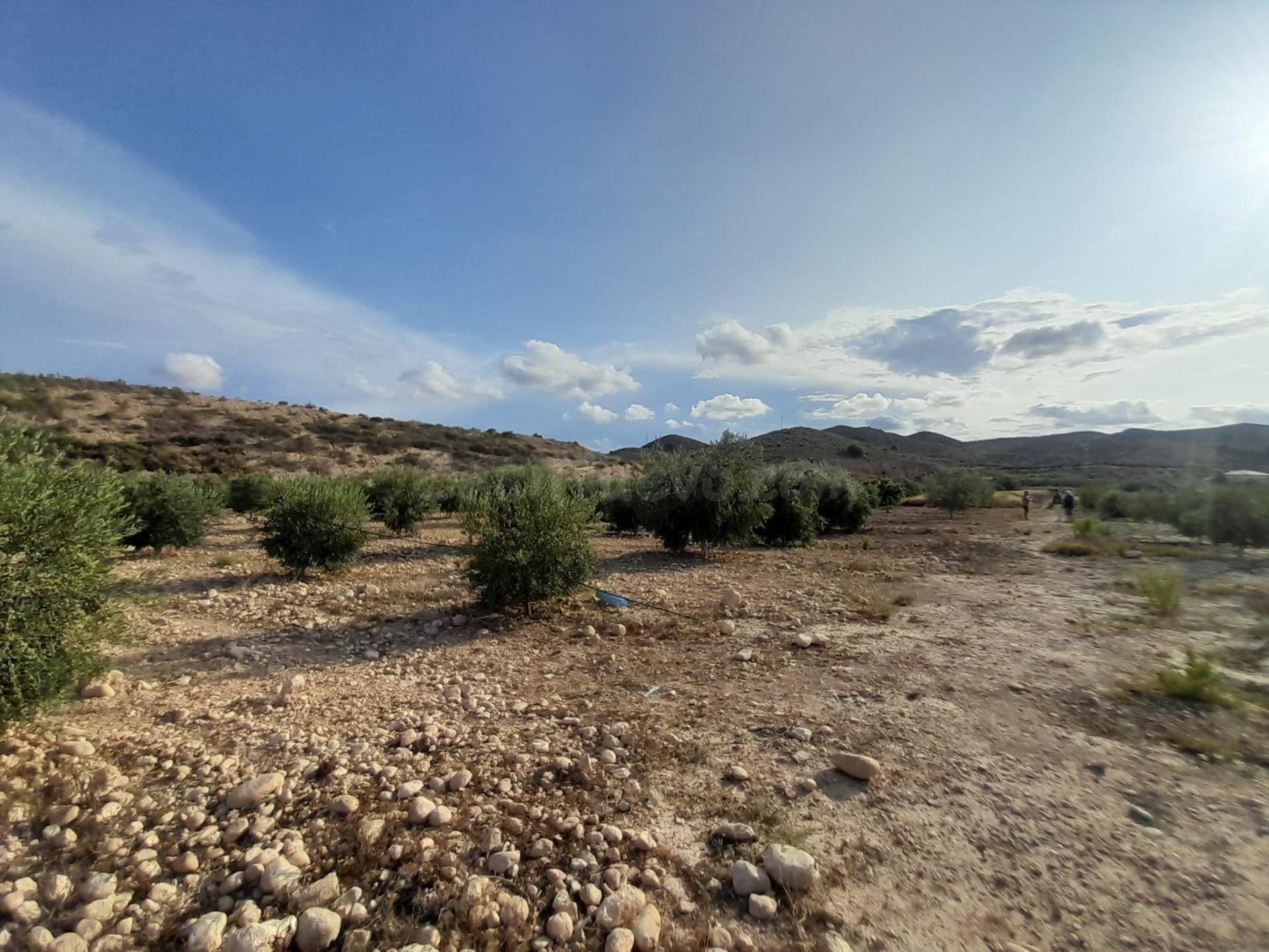 PARCELAS EN ASPE - foto 5