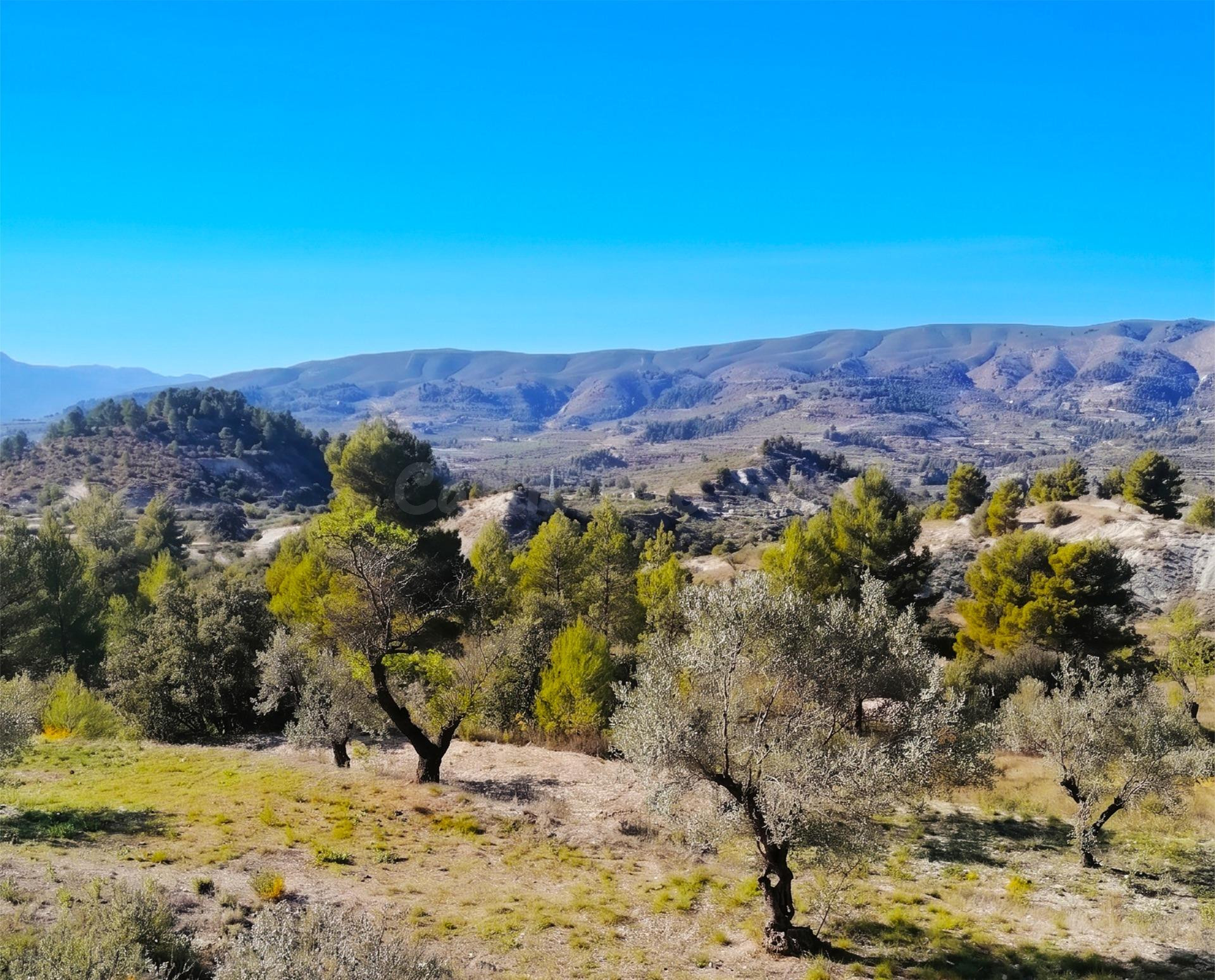 Terreno Rural en Quatretondeta con Potencial de Inversión en