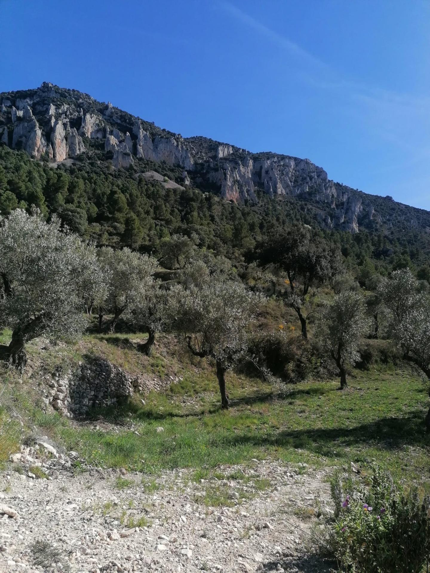 Terreno Rural en Quatretondeta con Potencial de Inversión en - foto 2