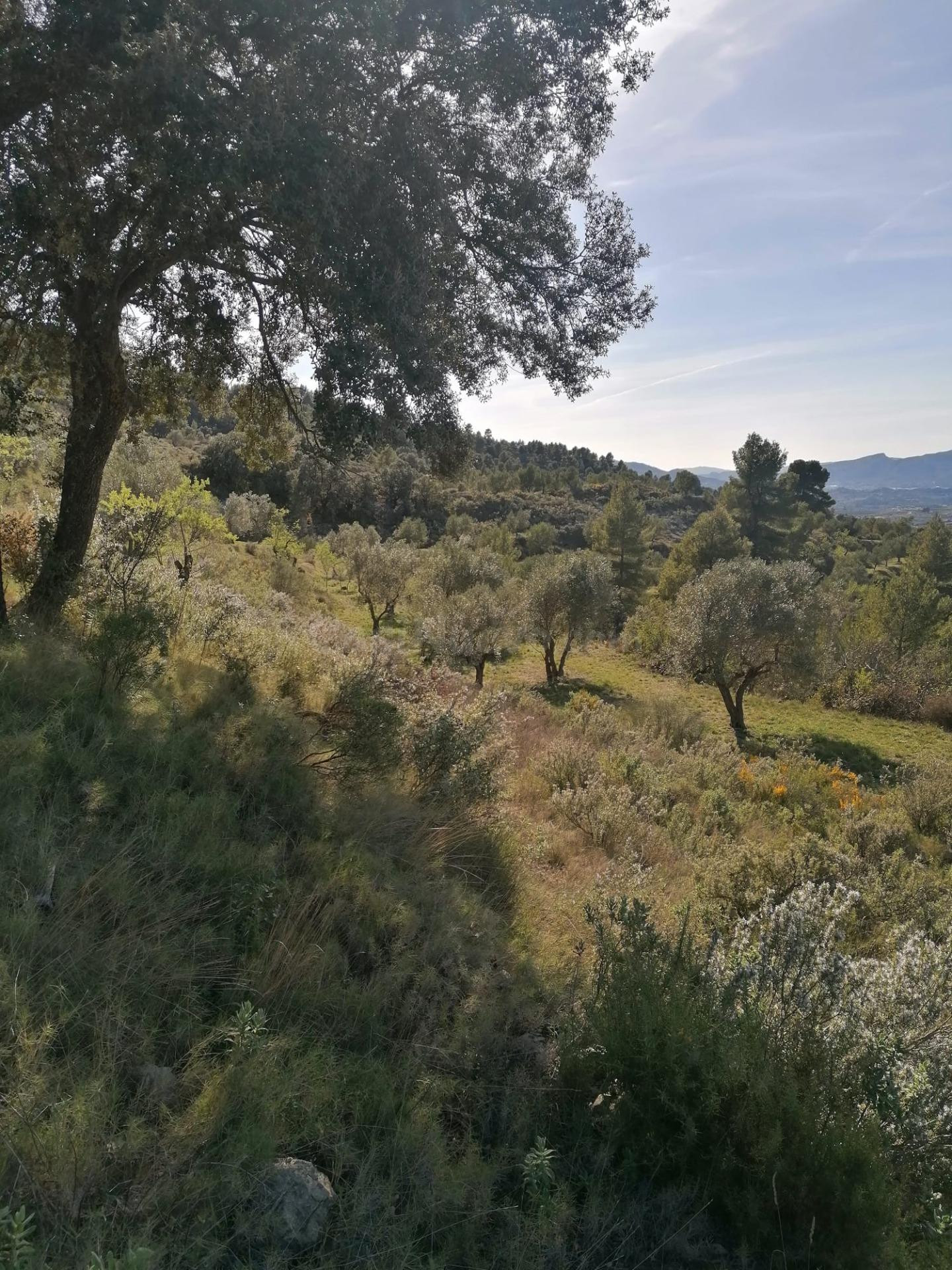Terreno Rural en Quatretondeta con Potencial de Inversión en - foto 3