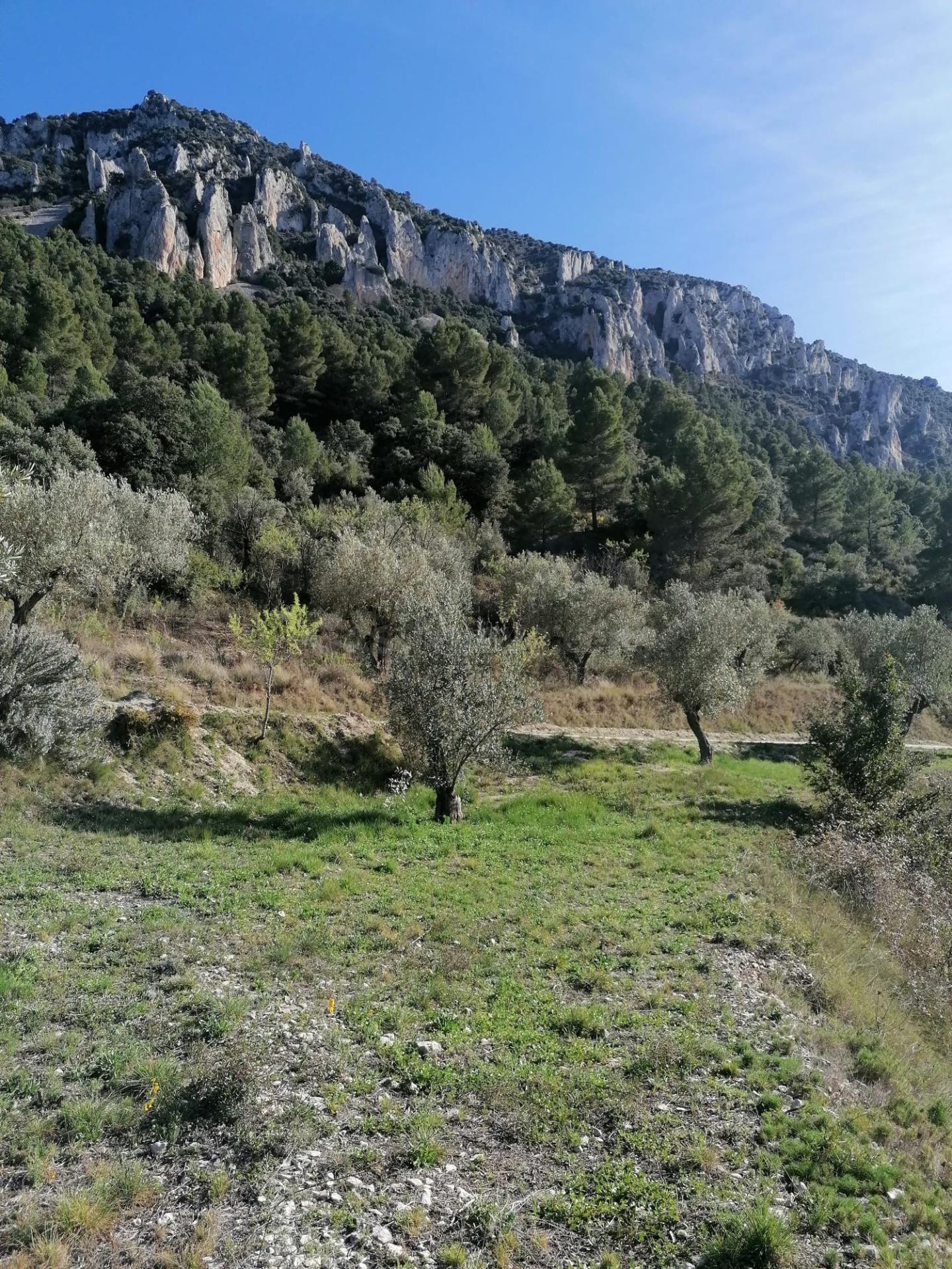 Terreno Rural en Quatretondeta con Potencial de Inversión en - foto 4