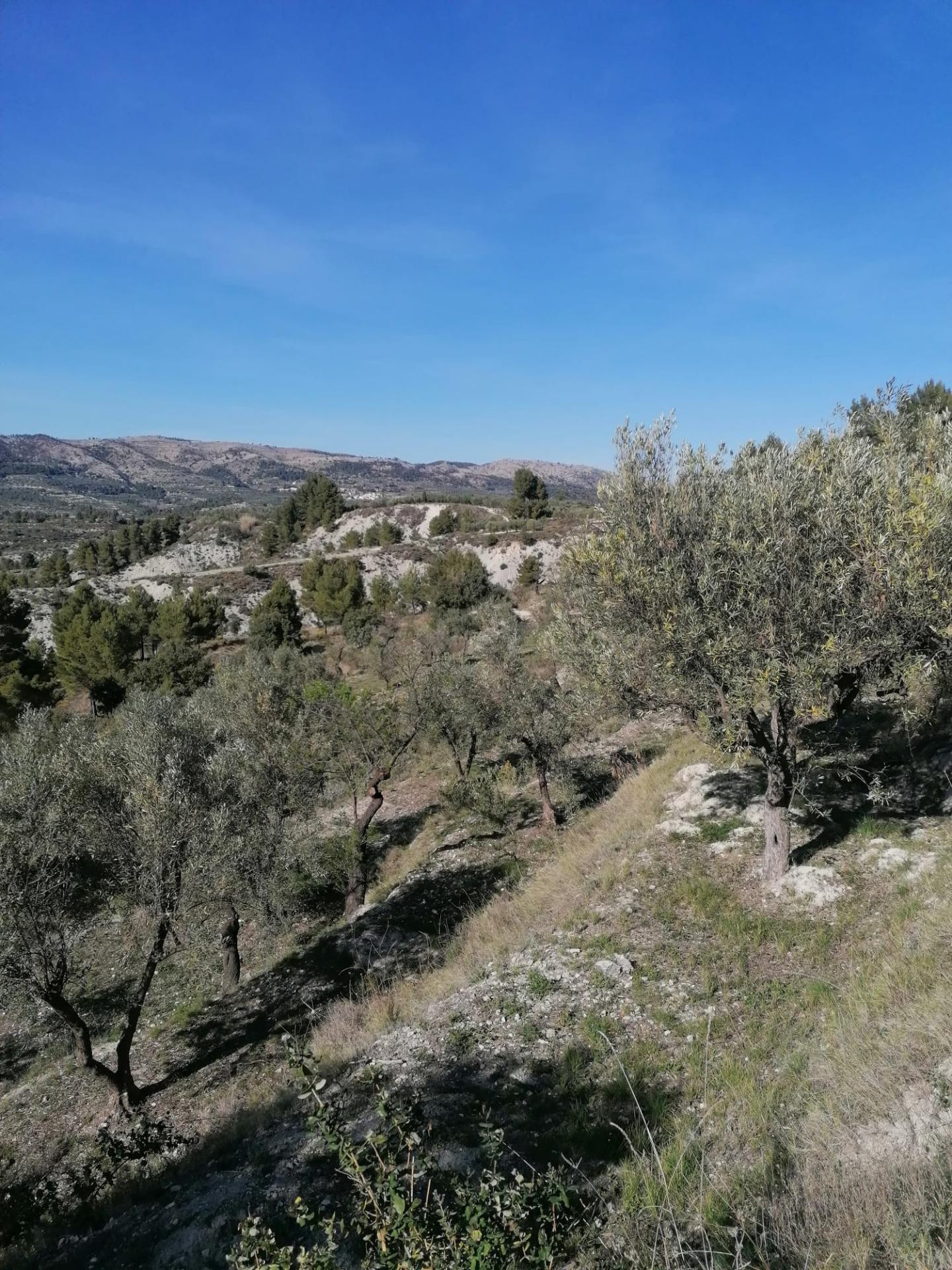 Terreno Rural en Quatretondeta con Potencial de Inversión en - foto 5