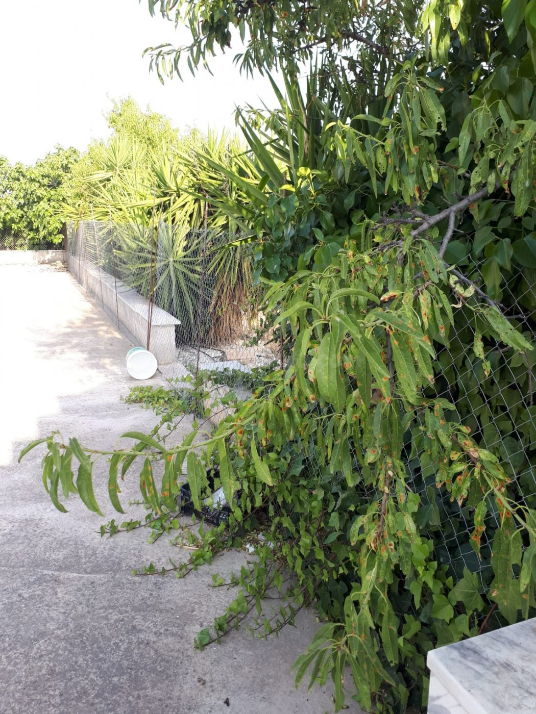 GRAN CASA DE CAMPO EN SOMONTIN ( ALMERIA ) CON 4900 METROS D - foto 4