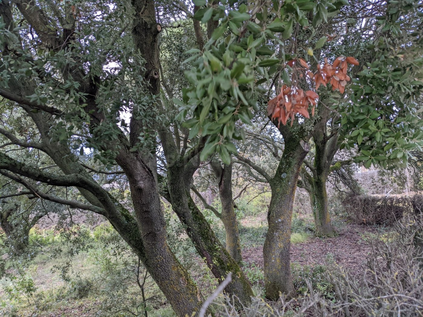 Venta de parcela en Ayegui ( Iratxe)
