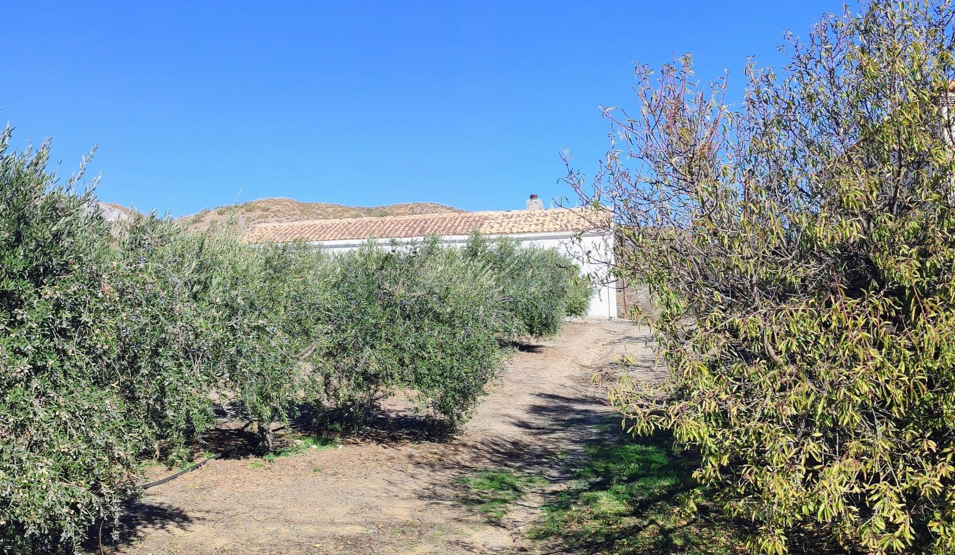 MACAEL ( ALMERÍA ). VENTA DE CASA DE CAMPO DE UNA PLANTA CON