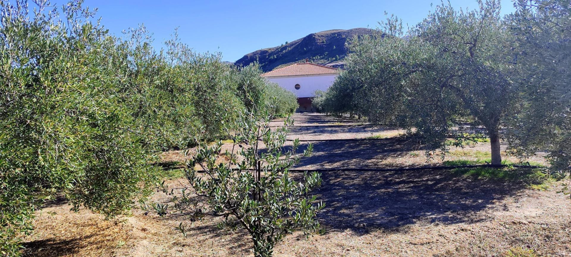MACAEL ( ALMERÍA ). VENTA DE CASA DE CAMPO DE UNA PLANTA CON - foto 3