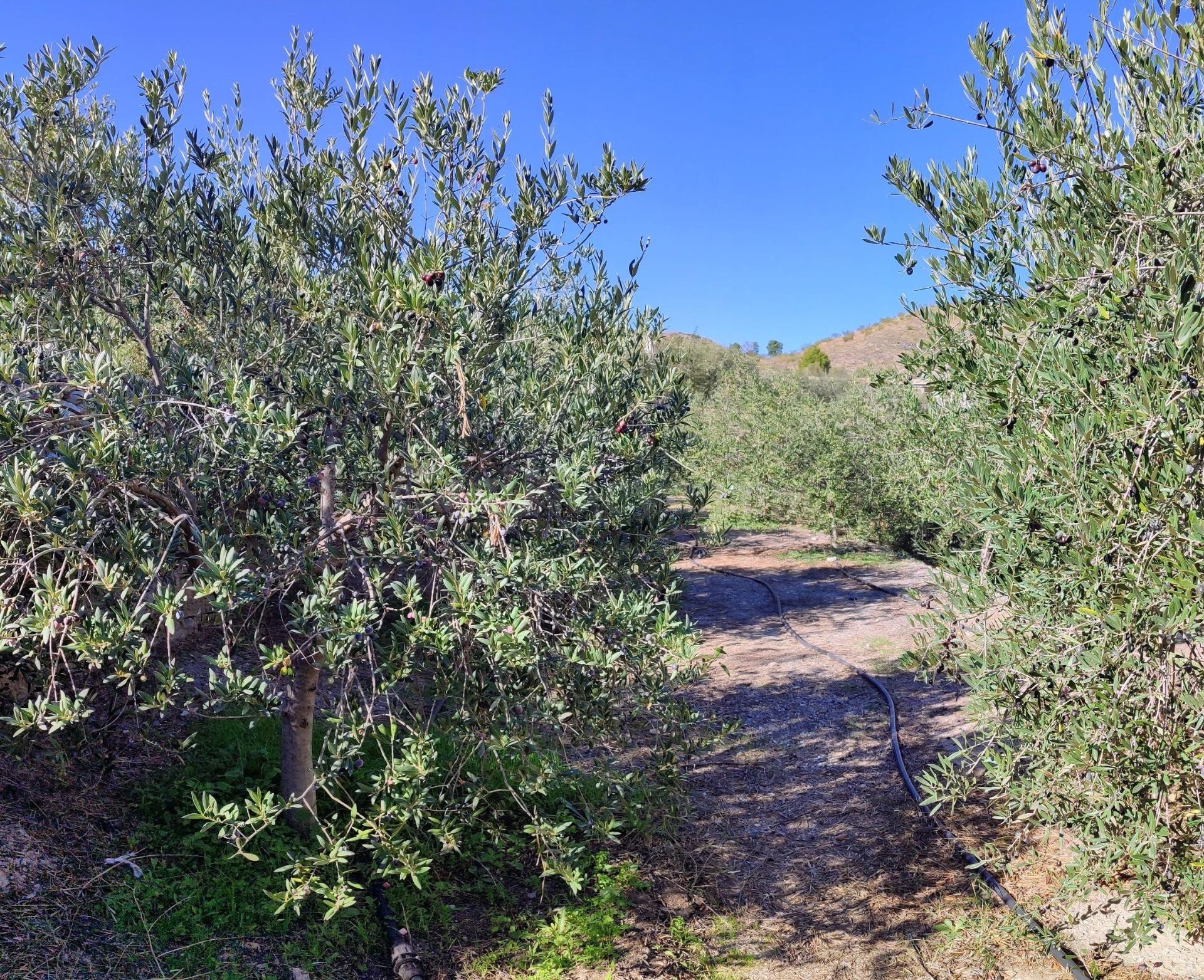 MACAEL ( ALMERÍA ). VENTA DE CASA DE CAMPO DE UNA PLANTA CON - foto 4