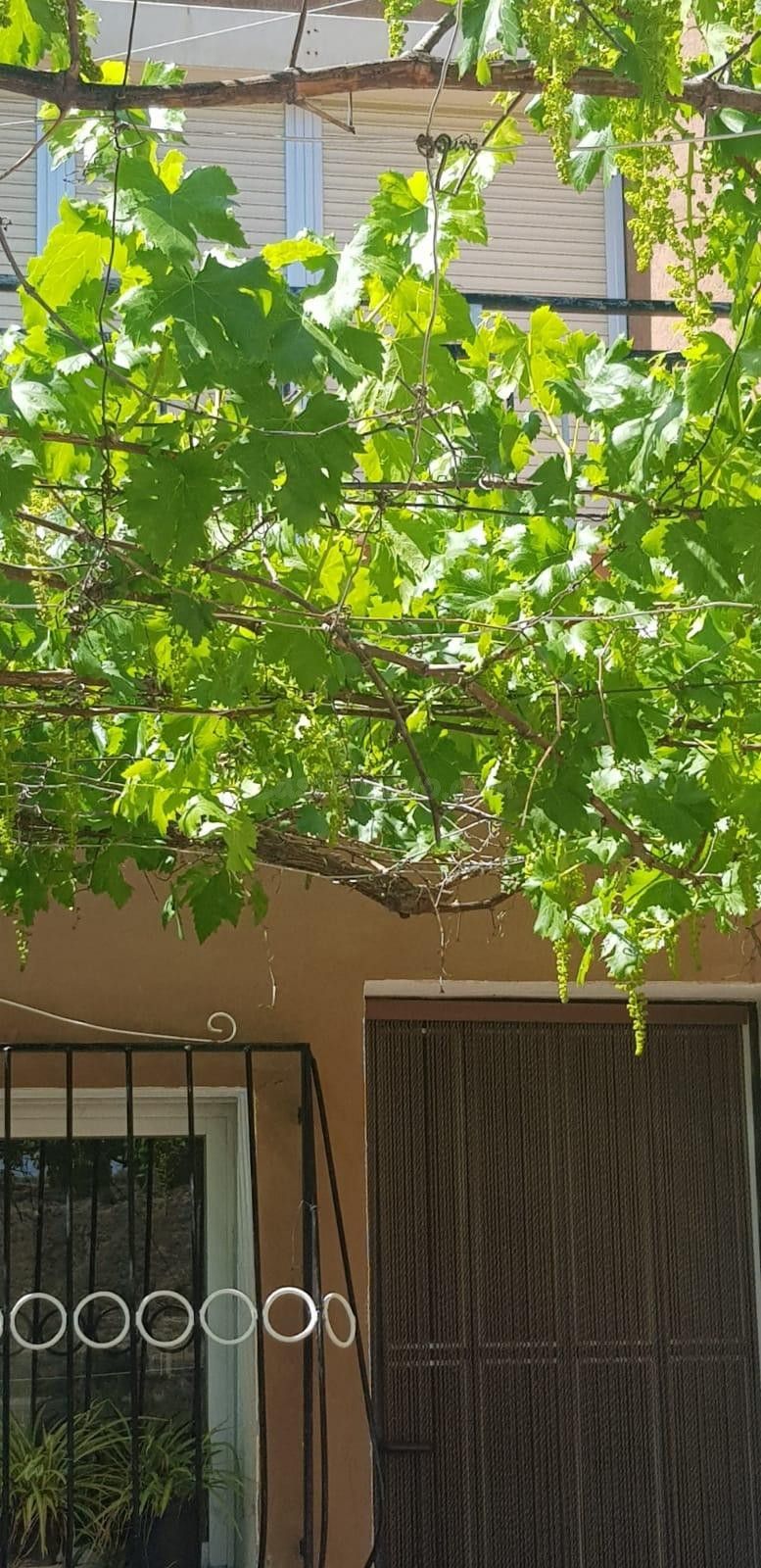 SERÓN ALMERÍA BARRIADA LOS RASPAJOS. VENTA DE CASA DE CAMPO  - foto 3