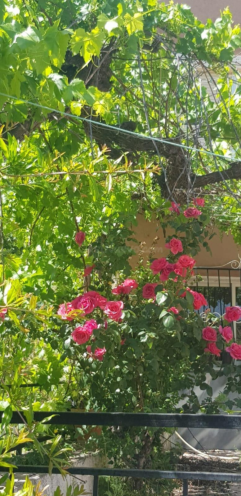 SERÓN ALMERÍA BARRIADA LOS RASPAJOS. VENTA DE CASA DE CAMPO  - foto 4