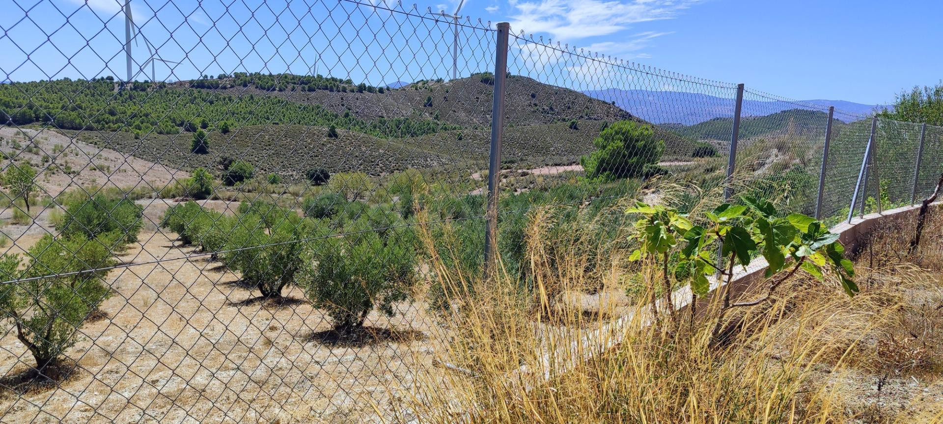 FINCA RÚSTICA DE 120000 METROS CON CASA, 70 OLIVOS Y PLACAS  - foto 3