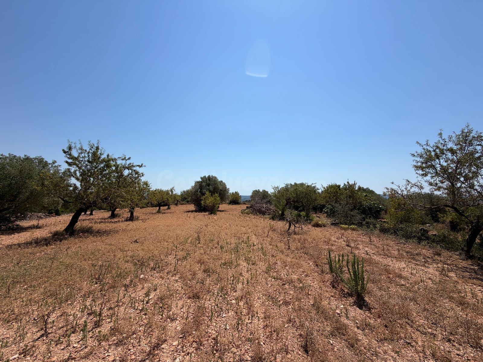 Terreno rural en venta - Comunidad valenciana - foto 3