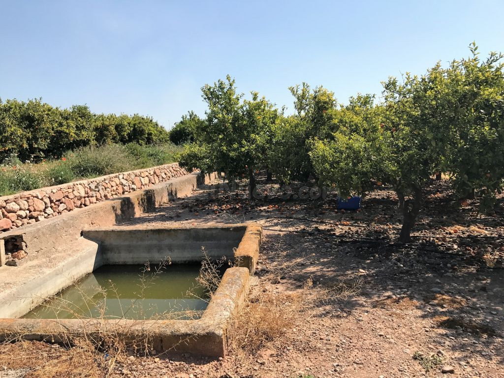 Magnifica finca de naranjos en plena producción