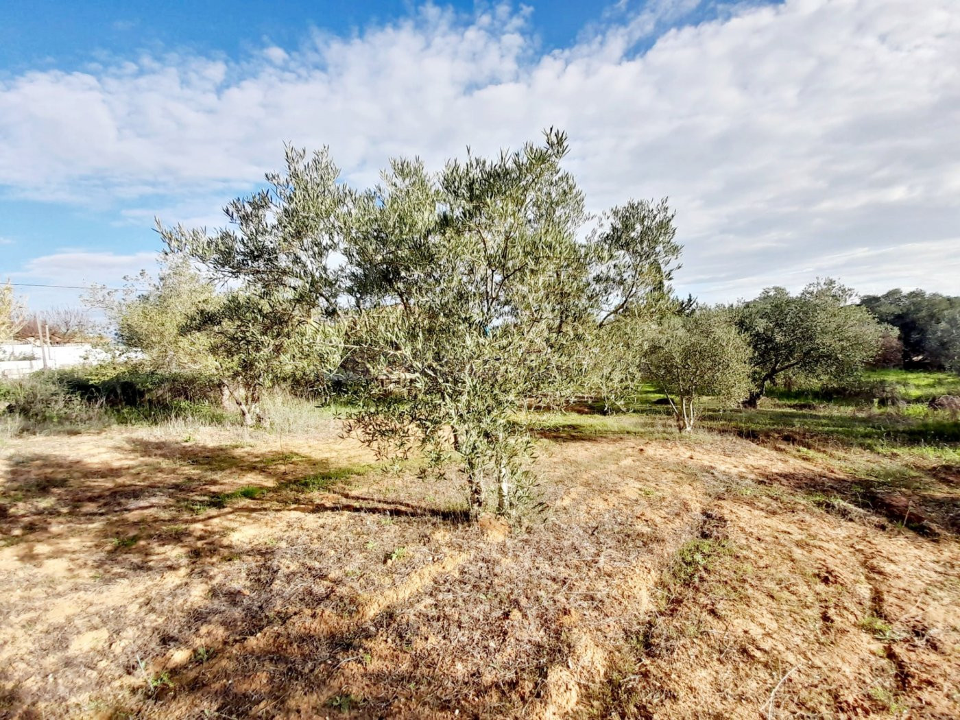 Terreno rural en venta - pedanias