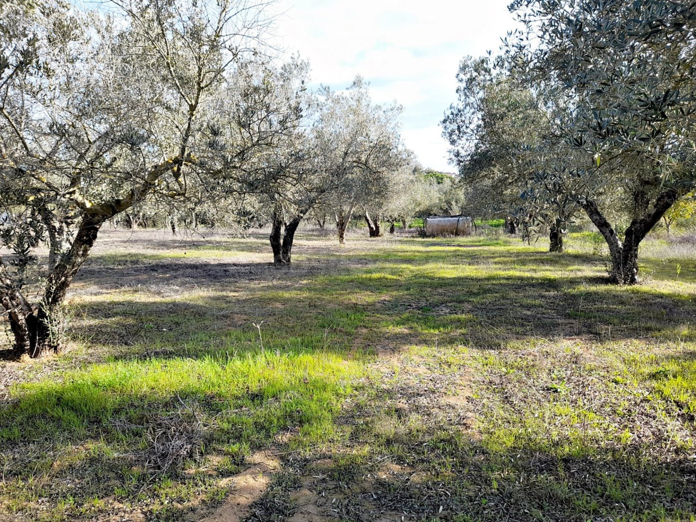Terreno rural en venta - pedanias - foto 5