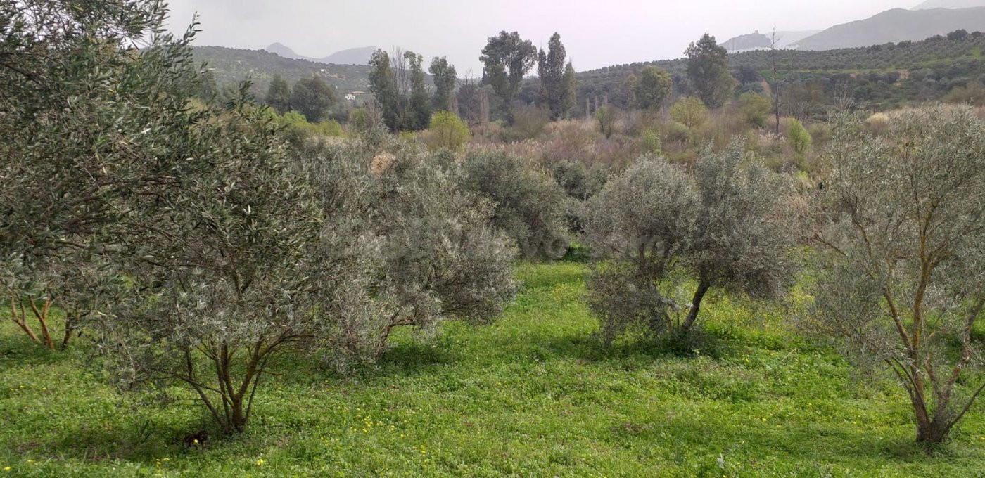 Se vende Parcela en Algodonales - foto 4