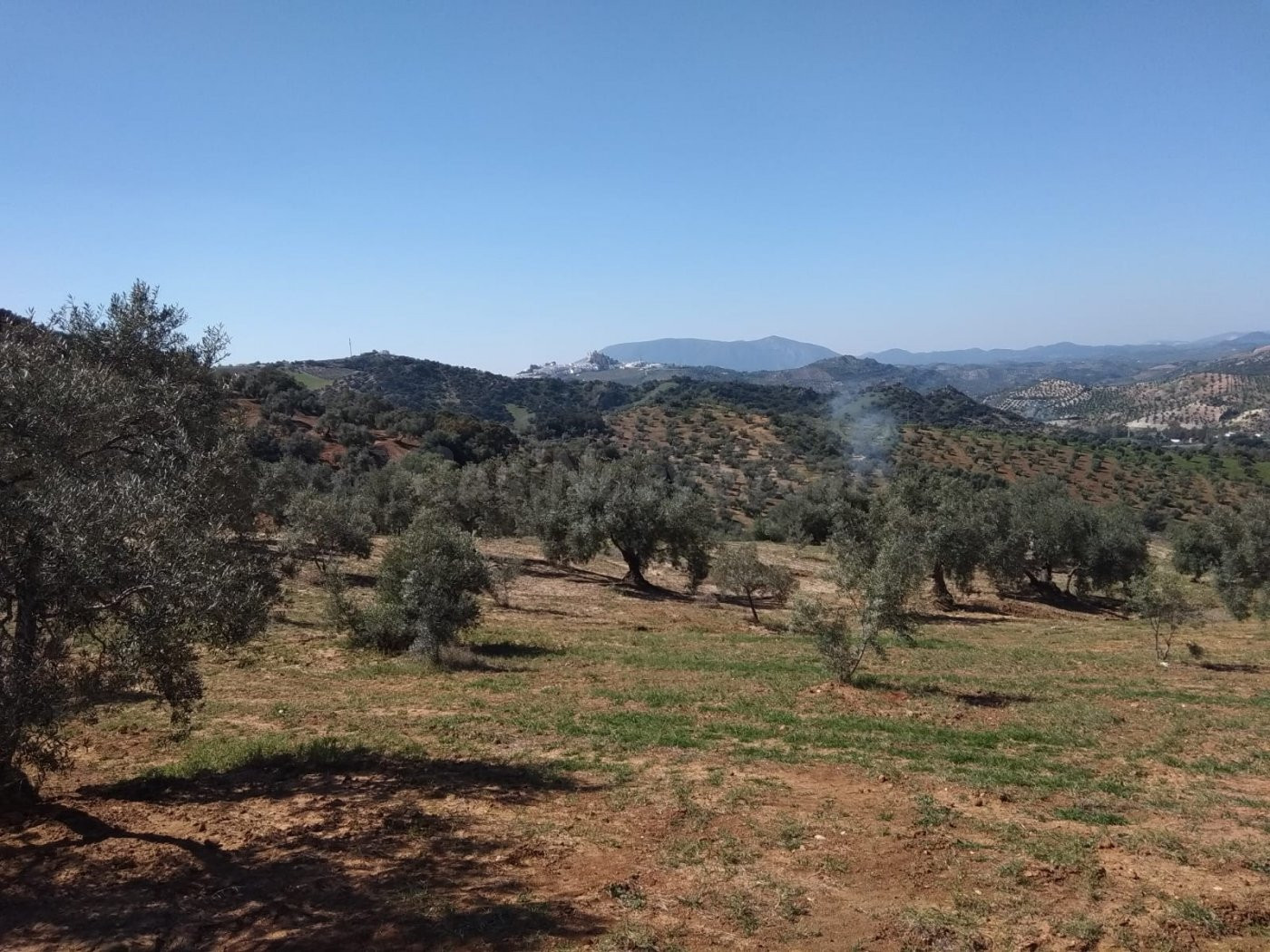 SE VENDE FINCA RUSTICA CON VIVIENDAS CERCA DE OLVERA - foto 3