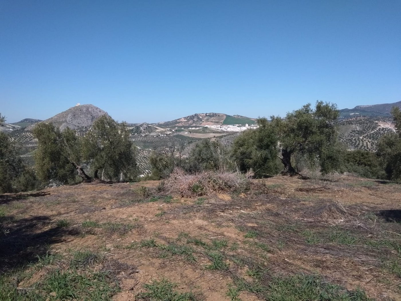 SE VENDE FINCA RUSTICA CON VIVIENDAS CERCA DE OLVERA - foto 5