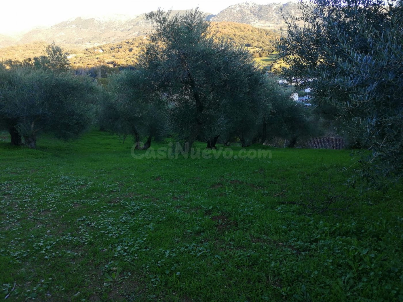 SE VENDE TERRENO CON CASA EN CORTES - foto 2