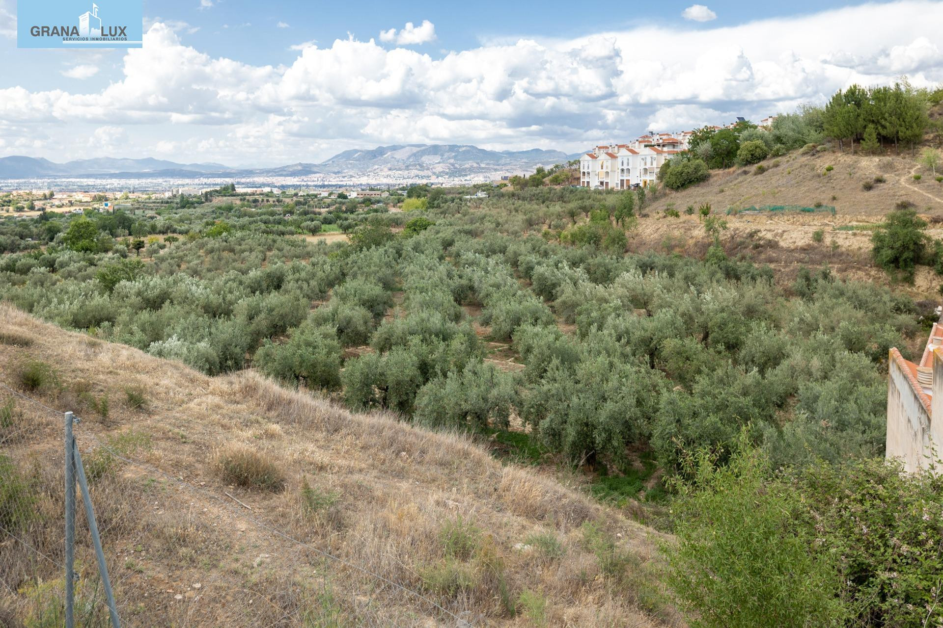 Venta de finca rústica de 77 olivos en Otura (Granada)
