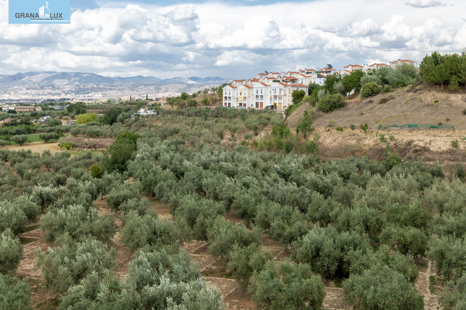Venta de finca rústica de 77 olivos en Otura (Granada) - foto 2