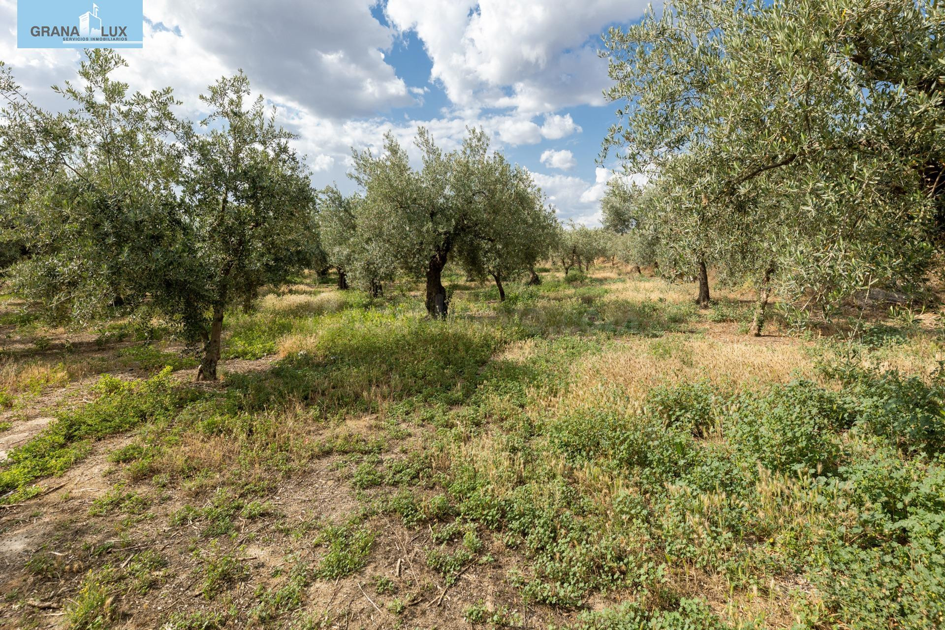 Venta de finca rústica de 77 olivos en Otura (Granada) - foto 3
