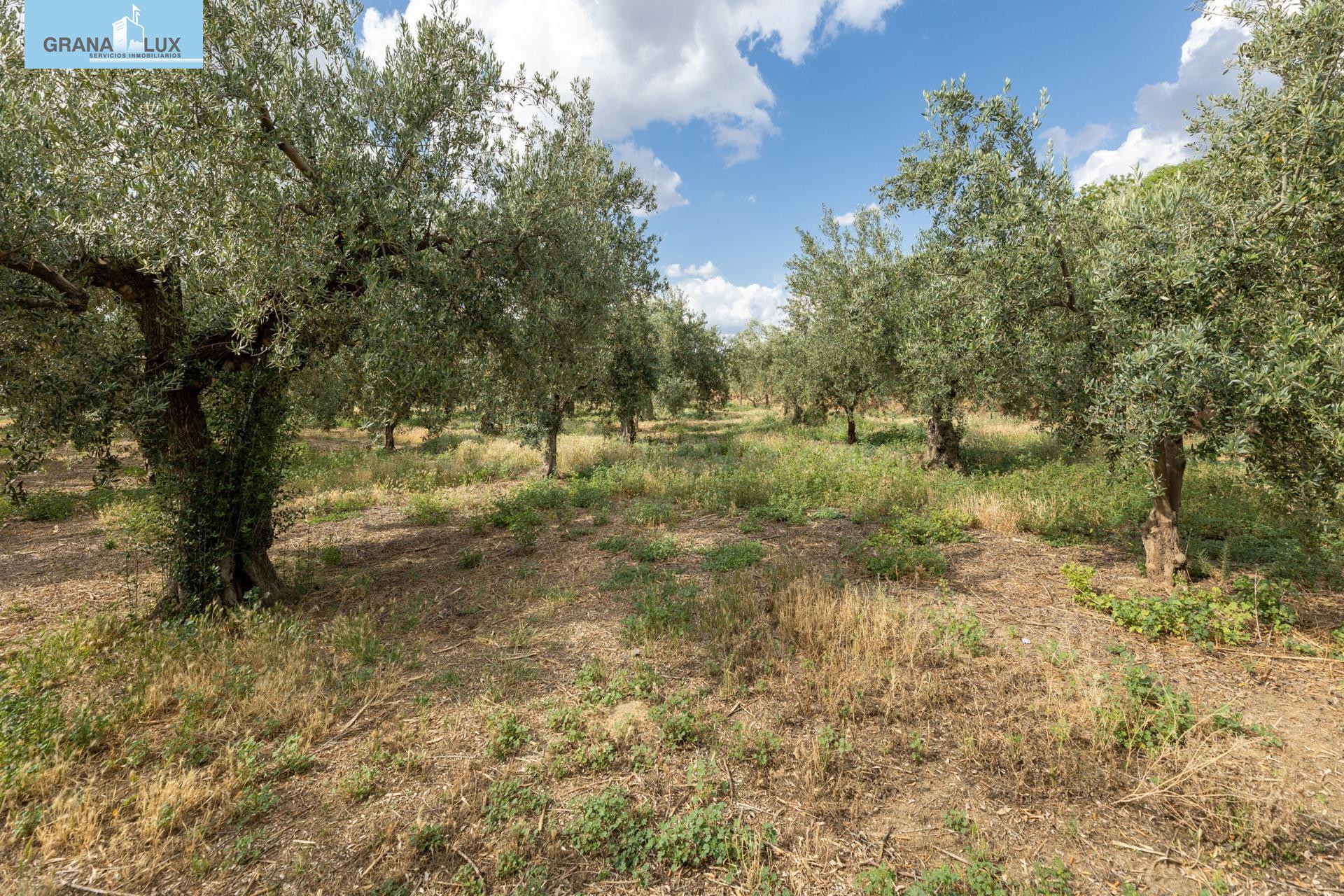 Venta de finca rústica de 77 olivos en Otura (Granada) - foto 4