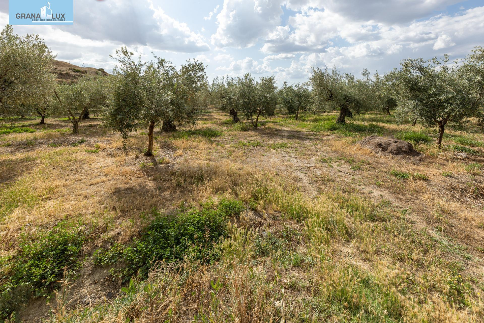 Venta de finca rústica de 77 olivos en Otura (Granada) - foto 5