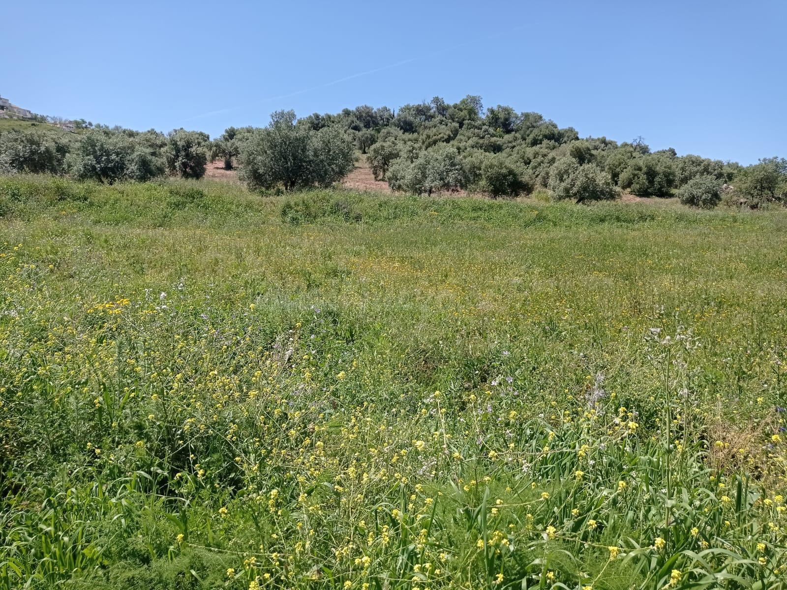 SE VENDE TERRENO EN ZAHARA DE LA SIERRA - foto 2