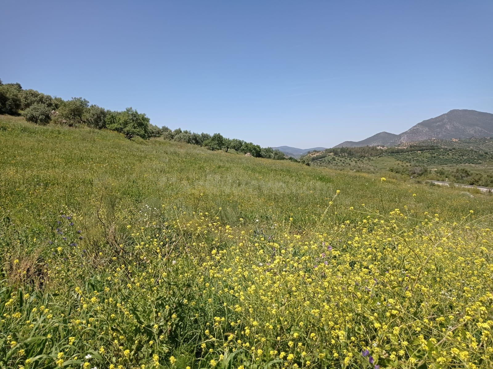 SE VENDE TERRENO EN ZAHARA DE LA SIERRA - foto 3