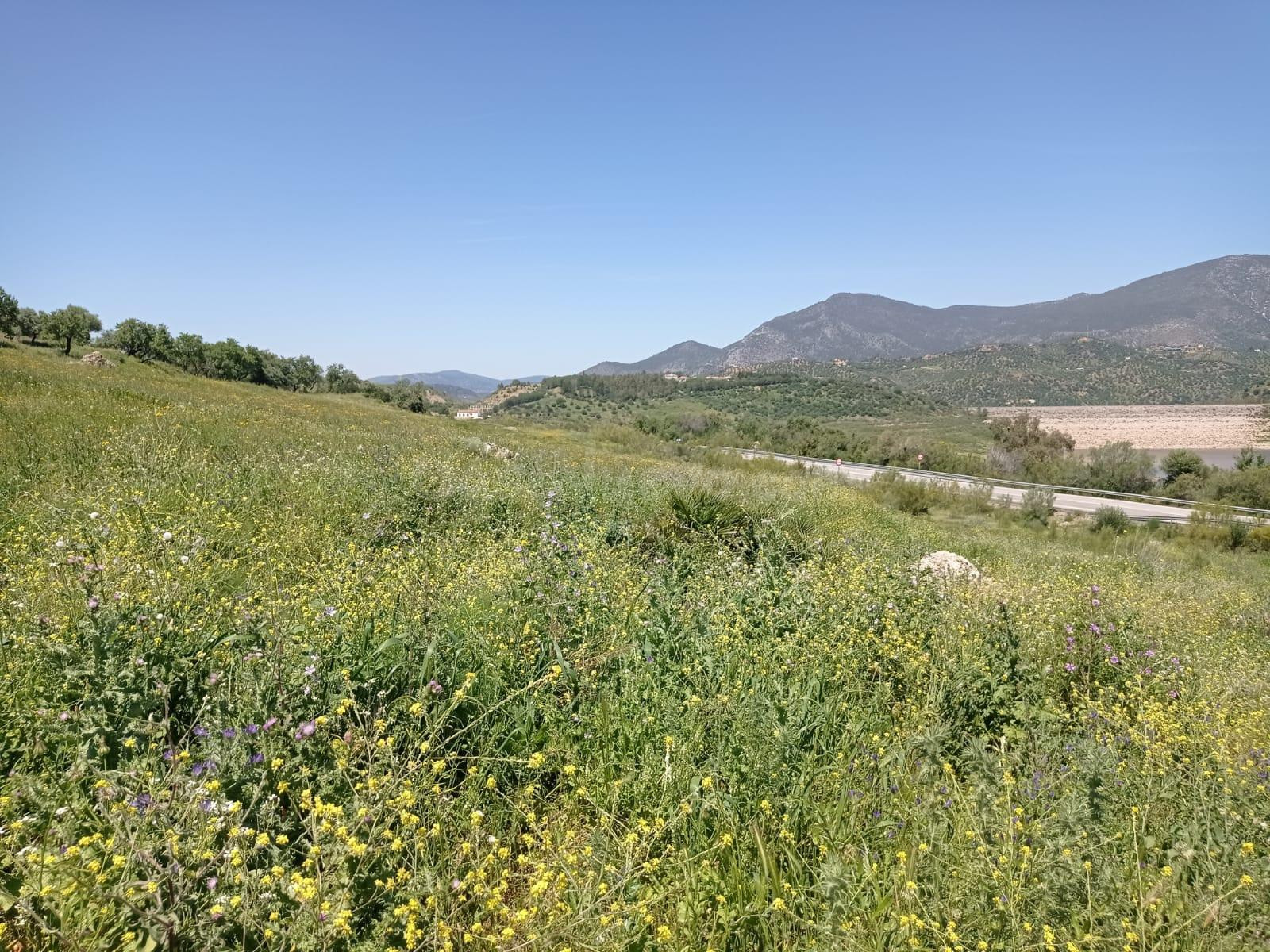 SE VENDE TERRENO EN ZAHARA DE LA SIERRA - foto 4