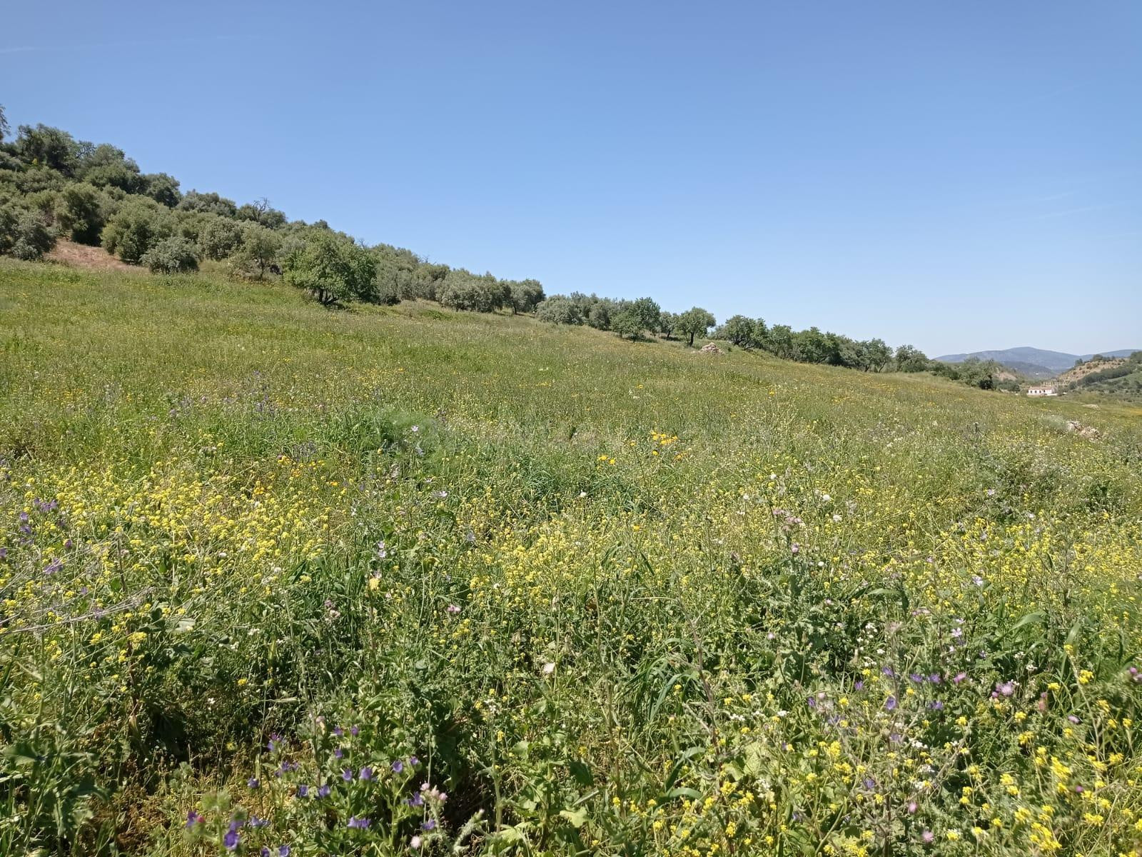 SE VENDE TERRENO EN ZAHARA DE LA SIERRA - foto 5