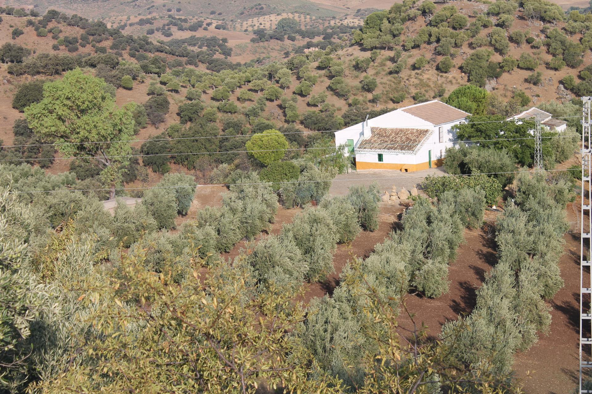 SE VENDE FINCA CON CORTIJO