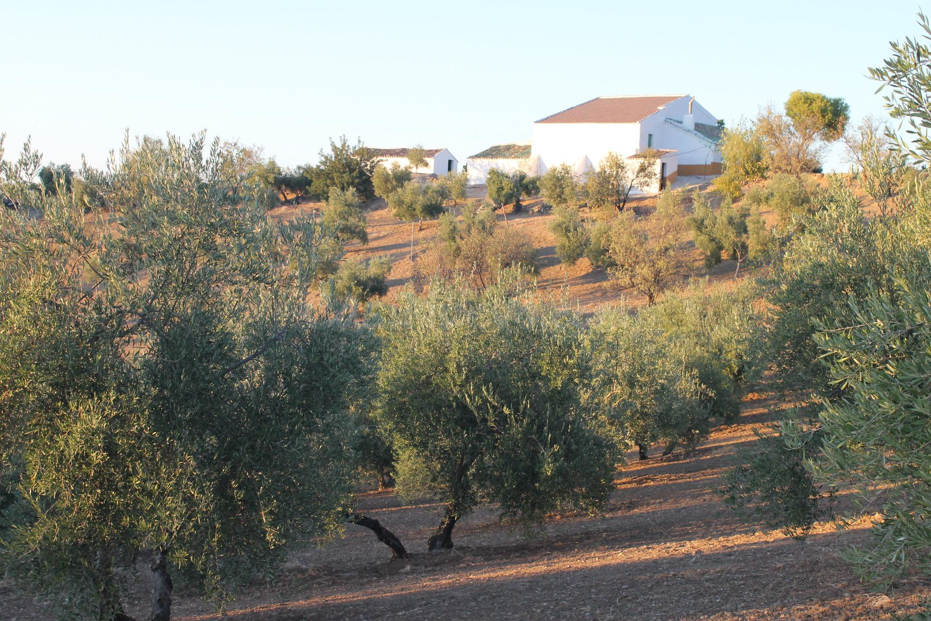 SE VENDE FINCA CON CORTIJO - foto 4