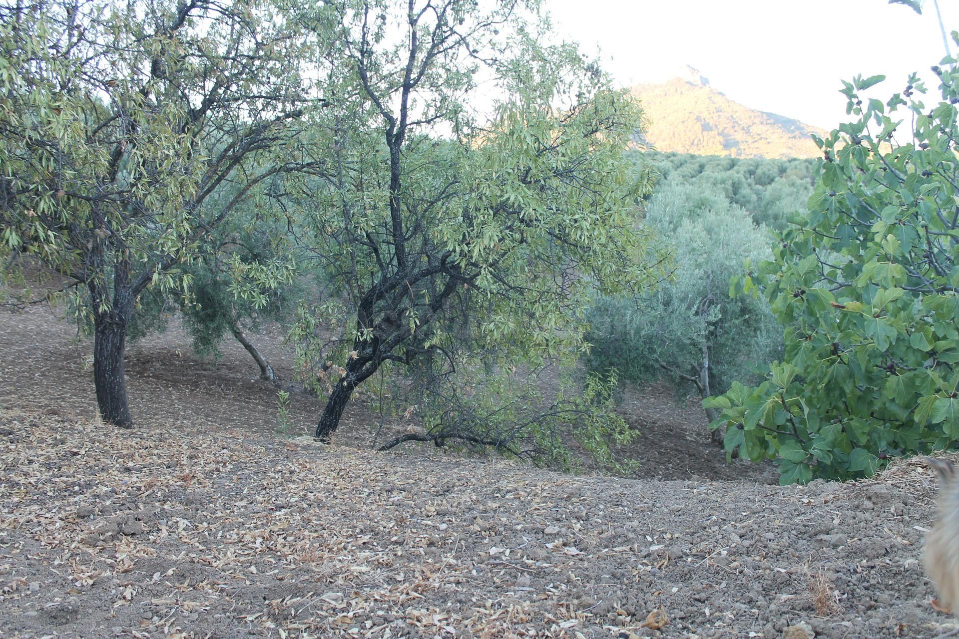 SE VENDE FINCA CON CORTIJO - foto 5