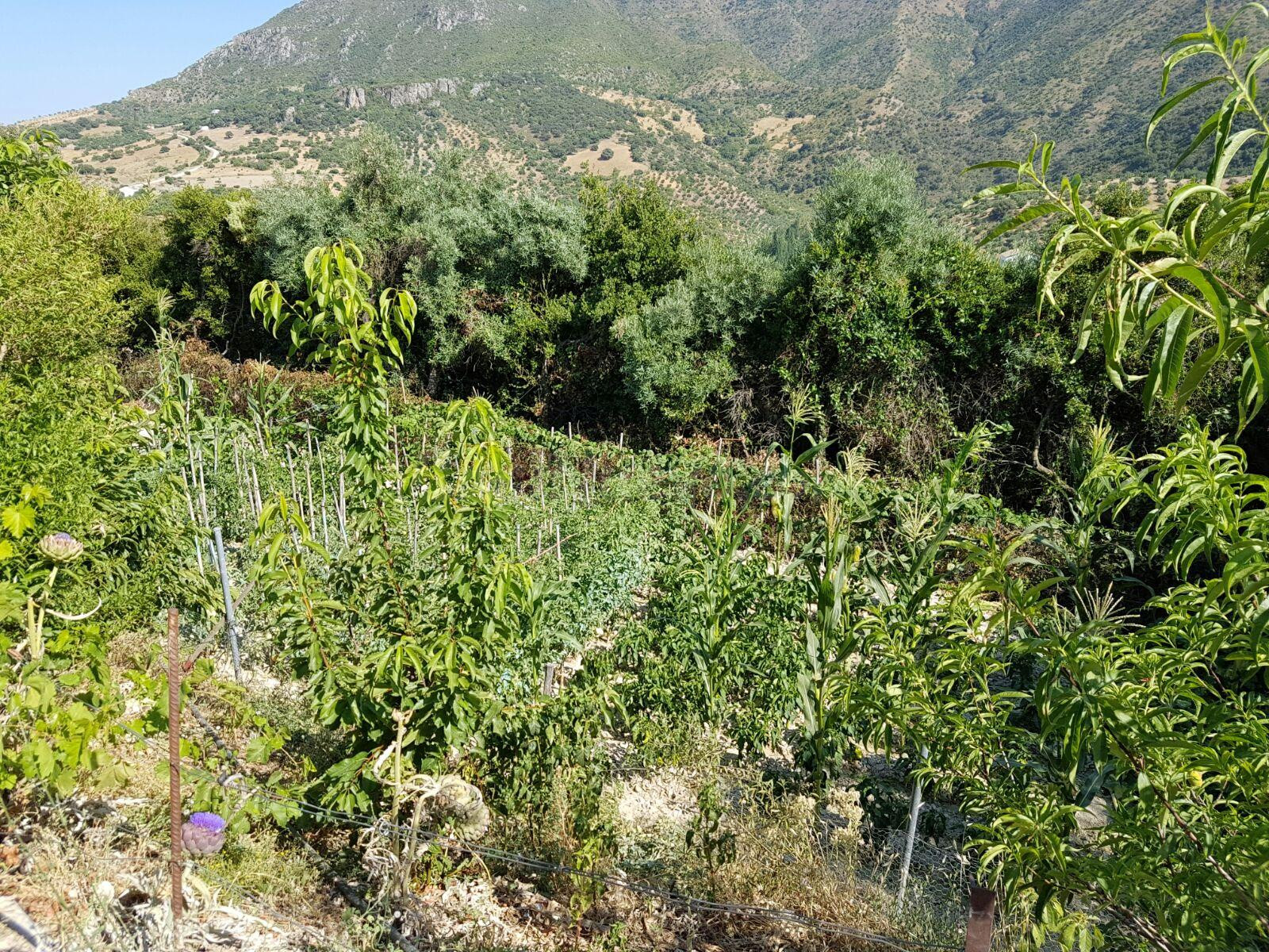 SE VENDE FINCA CON VIVIENDA EN ARROYOMOLINOS ZAHARA - foto 2