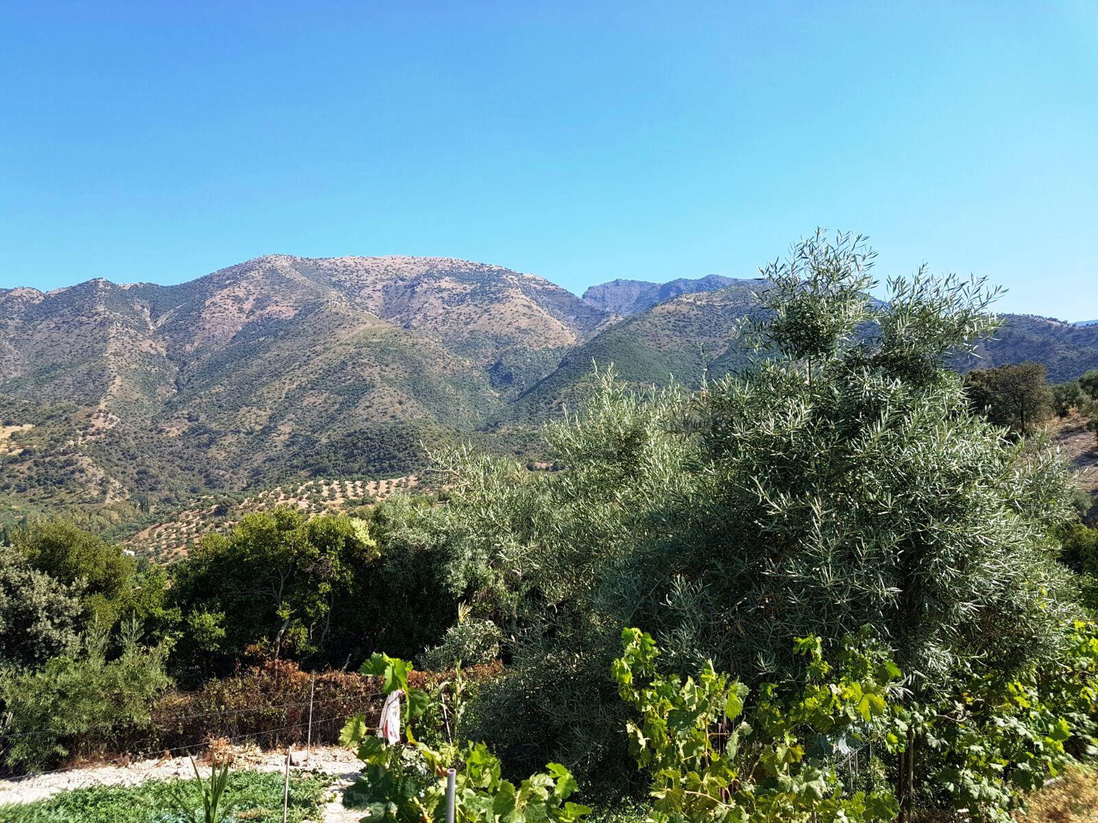 SE VENDE FINCA CON VIVIENDA EN ARROYOMOLINOS ZAHARA - foto 5