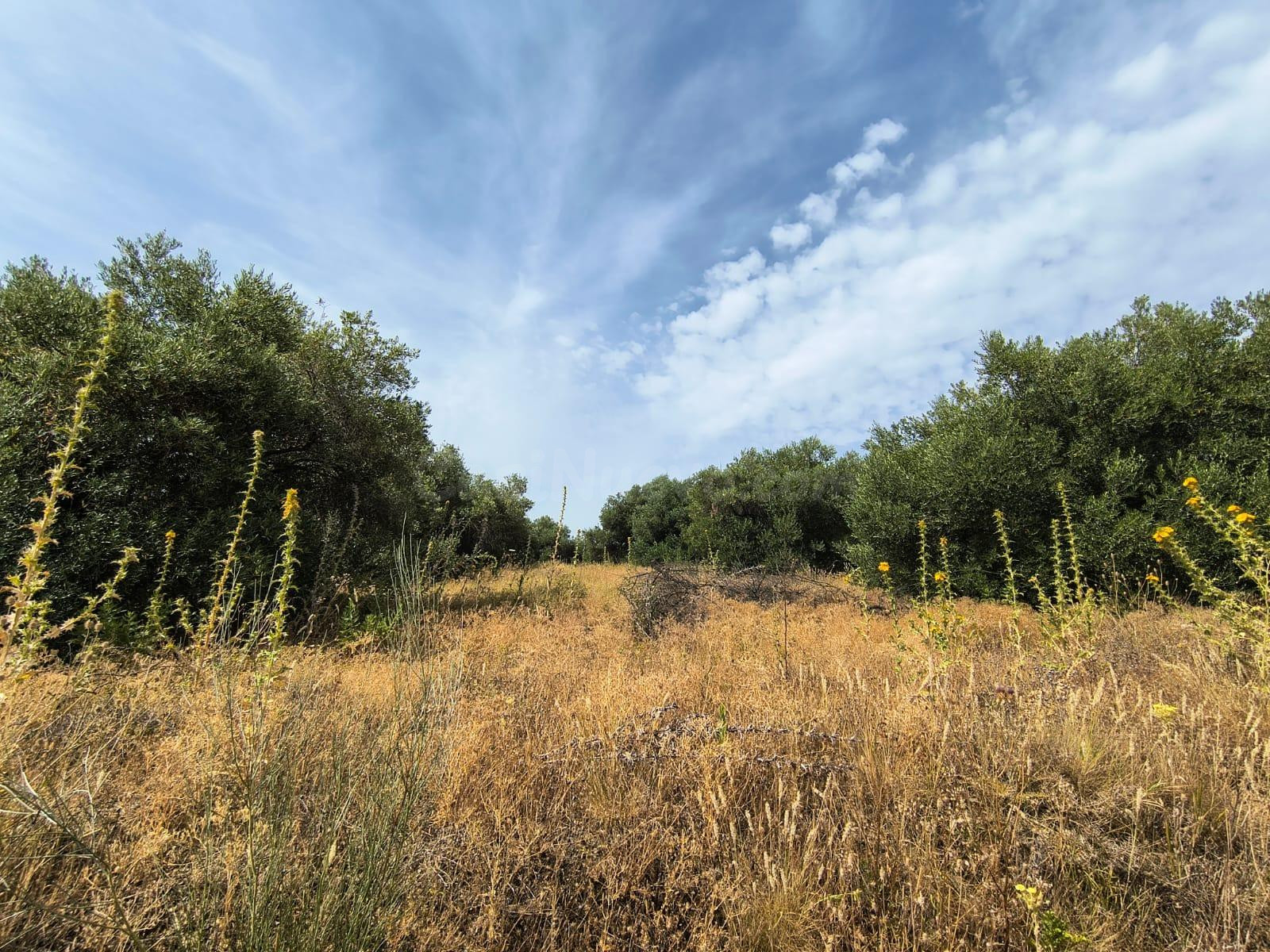 FINCA RUSTICA EN MARCHANUDO CON VIVIENDA