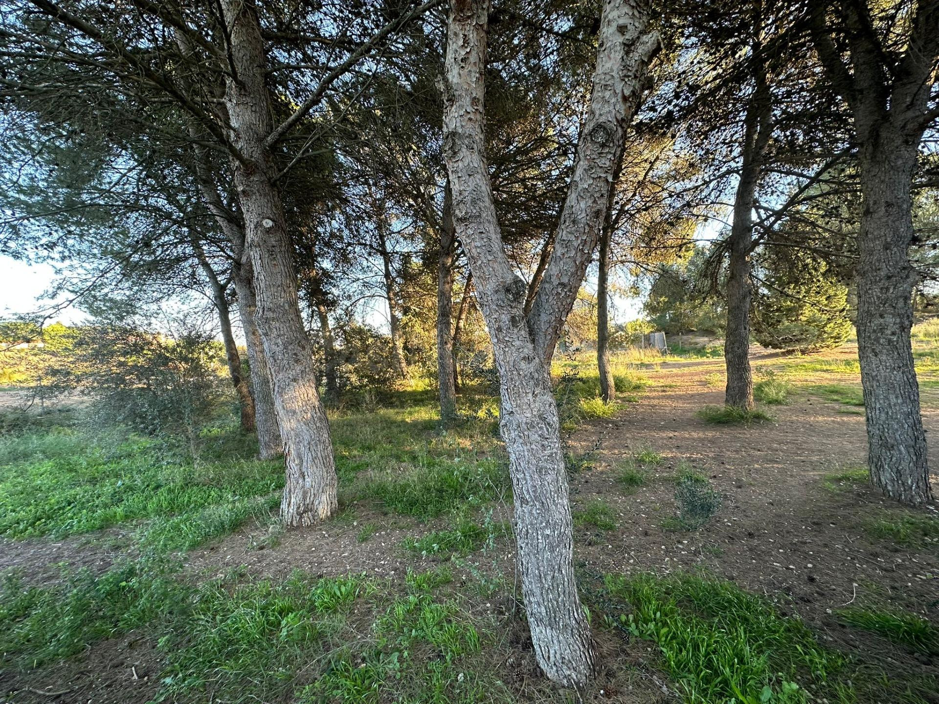 VENTA TERRENO EN IGUALADA ZONA SES OLIVERES 795m2 Y VISTAS!! - foto 5
