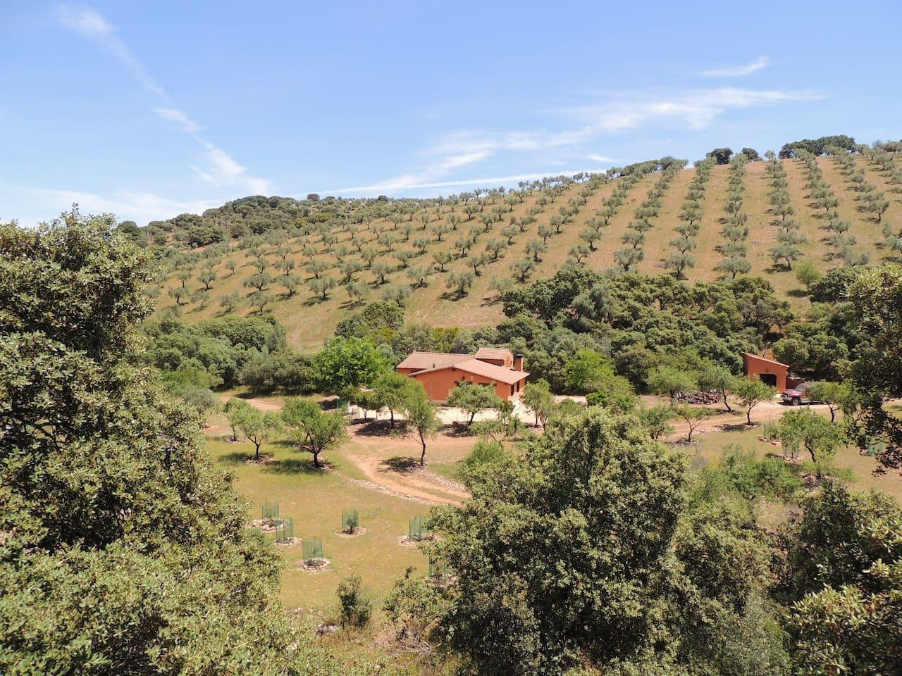 VENTA FINCA RÚSTICA EN BELVÍS DE LA JARA CON PISCINA, 32HA Y - foto 2
