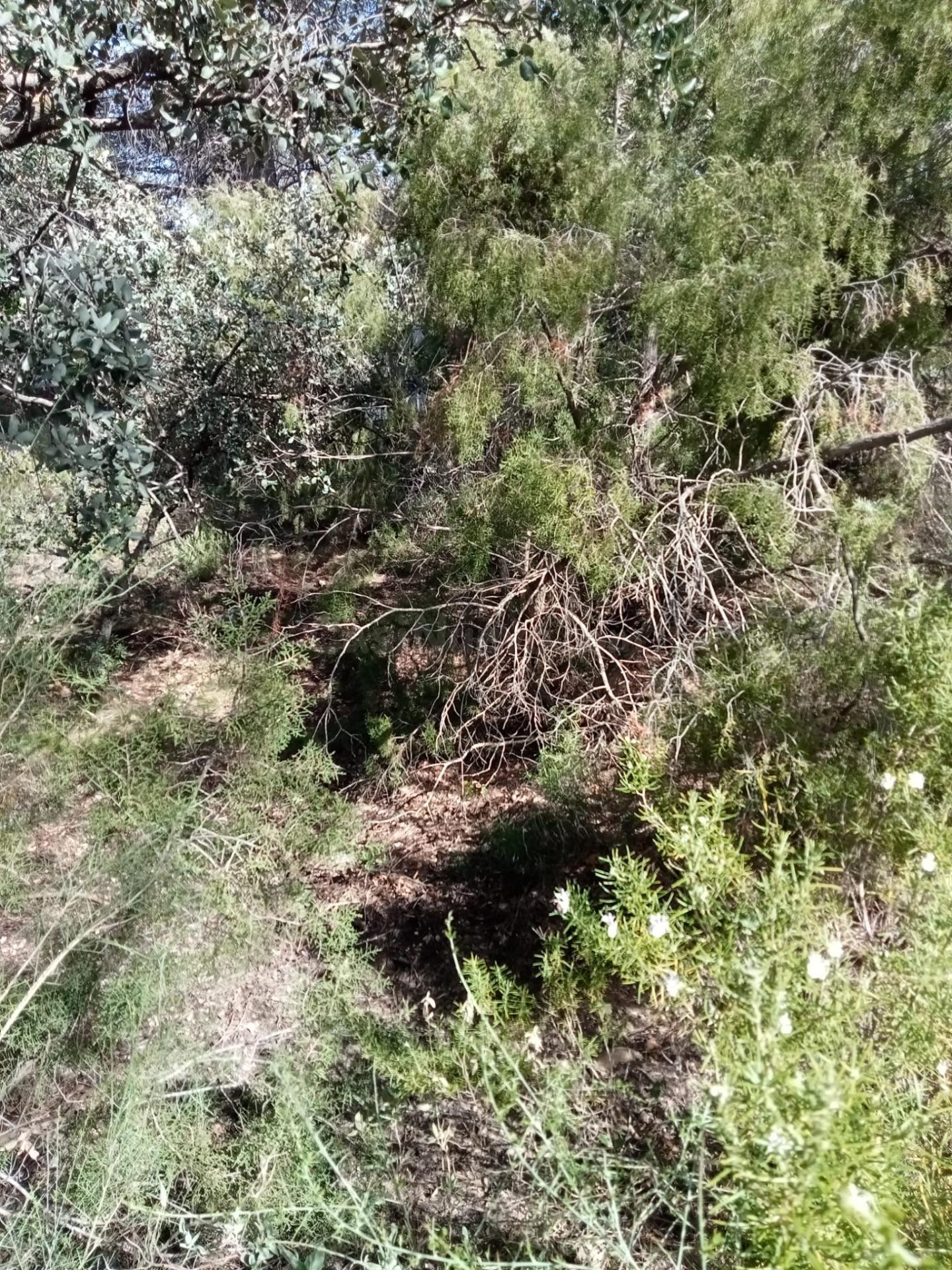 Parcela semillana de 585 m2