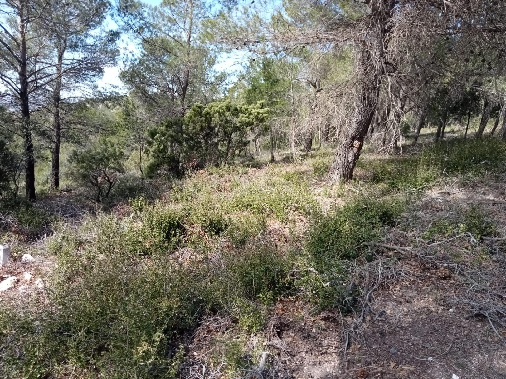 Parcela urbanizable de 955m2, en zona muy tranquila - foto 3
