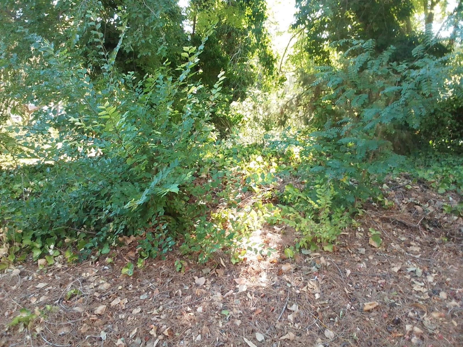Tegeisa vende dos parcelas llanas, disponibles juntas o por separado. - foto 2