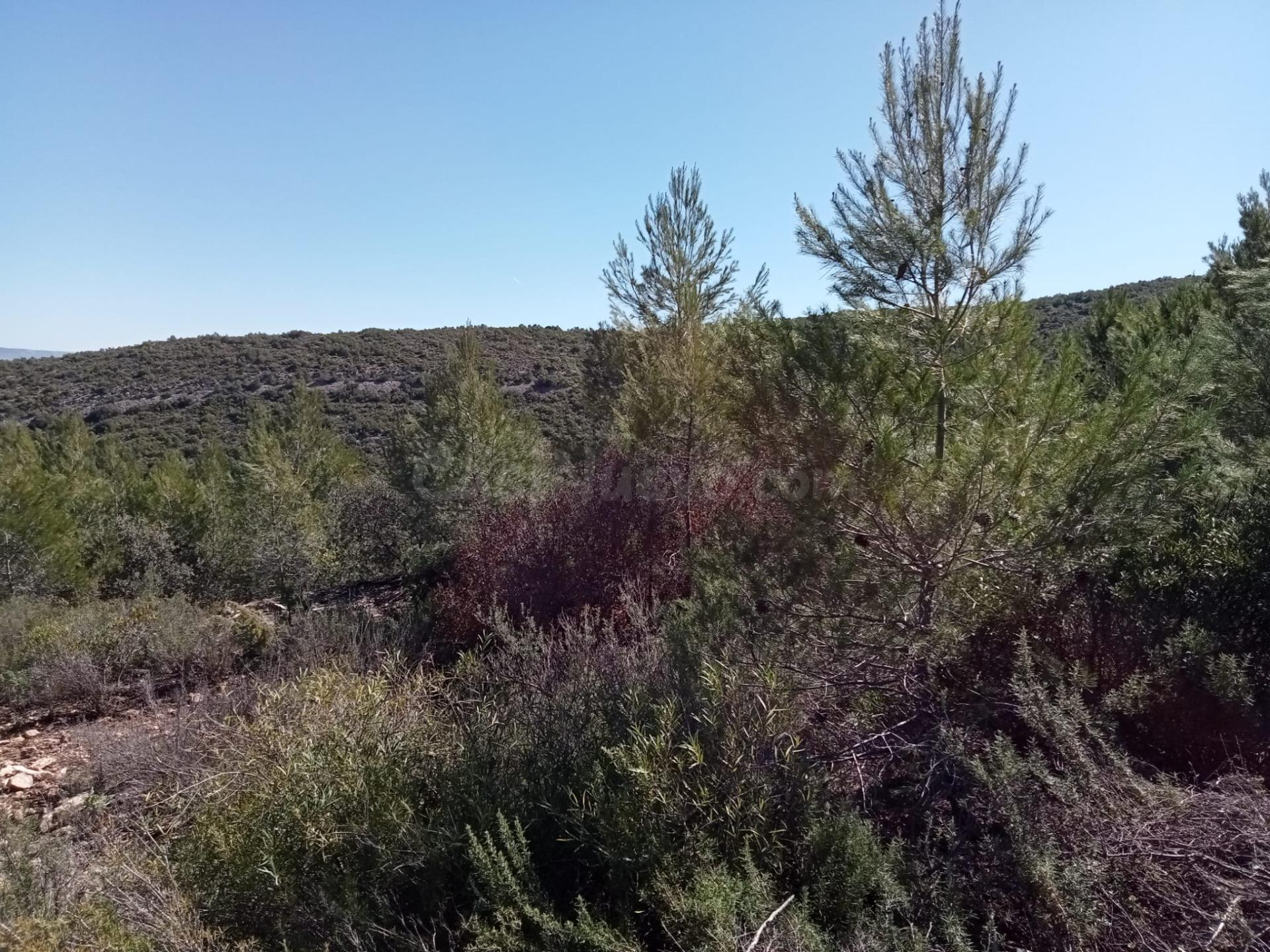 Tegeisa vende parcela de 1204m2
