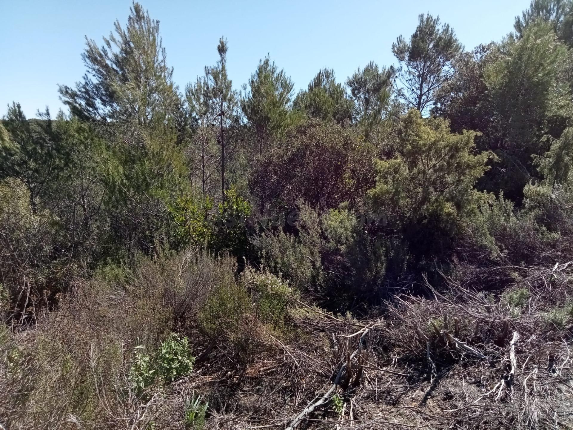 Tegeisa vende parcela de 1204m2 - foto 2