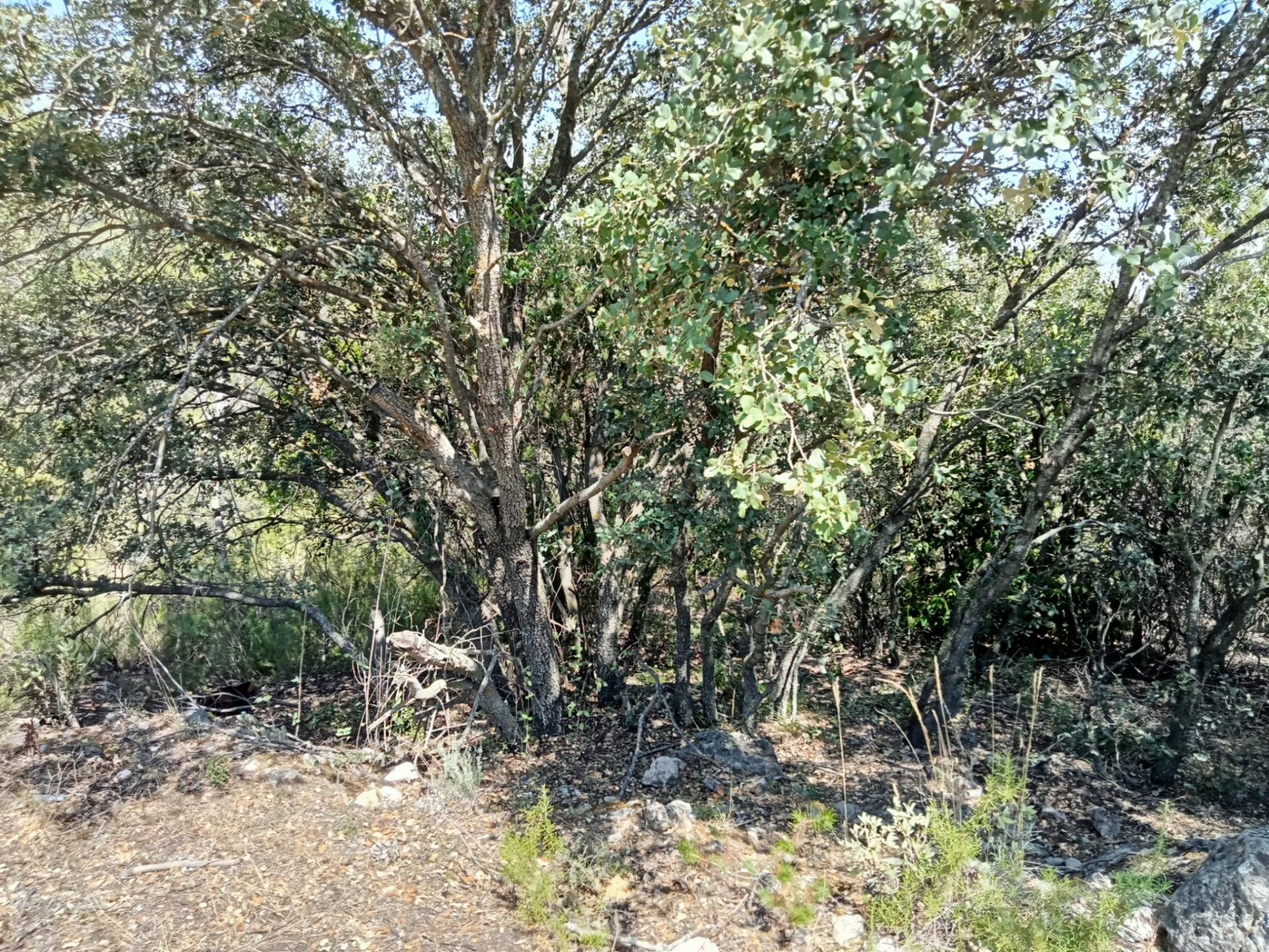 Tegeisa vende parcela de 759 m2 - foto 2